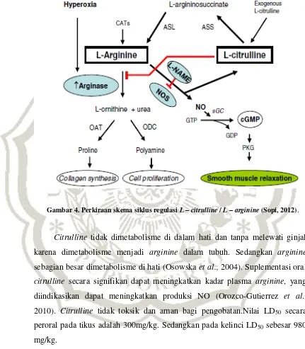 Gambar 4. Perkiraan skema siklus regulasi L – citrulline / L – arginine (Sopi, 2012). 