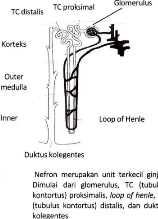 Gambar 2.3.  A : Irisan longitudinal ginjal, tampak korteks dan medulla  
