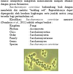 Gambar 2.2 Saccharomyces cerevisiae mikroskopis (Ahmad, 2005) 