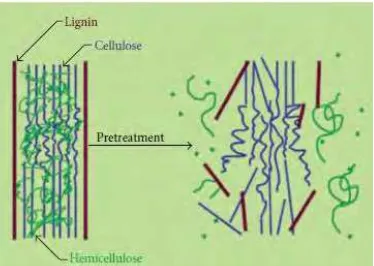 Gambar 2.4 Perubahan fisik dinding sel tumbuhan setelah pretreatment (Brodeur et al., 2011)