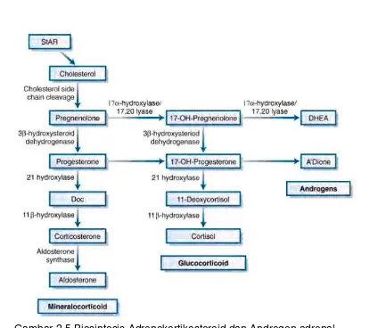 Gambar 2.5 Biosintesis Adrenokortikosteroid dan Androgen adrenal  