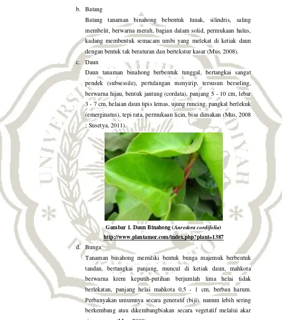 Gambar 1. Daun Binahong (Anredera cordifolia) 