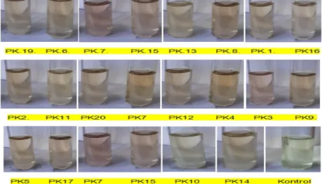 Gambar 2.  Hasil Pengukuran Kualitatif Produksi IAA (warna) Isolat Cendawan Rhizosfer Padi Aromatik Jenis Pare Kaloko