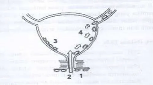 Gambar 2-1. Masuknya kuman secara ascending ke dalam saluran kemih, (1) Kolonisasi kuman di sekitar uretra, (2) masuknya kuman melalui uretra ke buli-buli, (3) penempelan kuman pada dinding buli-buli, (4) masuknya kuman melalui ureter ke ginjal ( Purnomo, 2003 )  