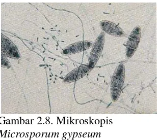 Gambar 2.8. Mikroskopis 