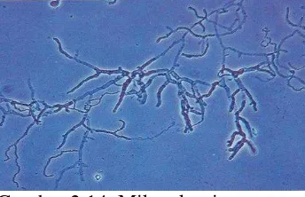Gambar 2.14. Mikroskopis 