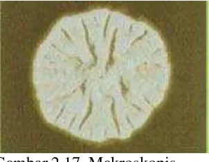 Gambar 2.19. Makroskopis 