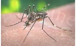 Gambar 2.9 Nyamuk Aedes Aegypti 