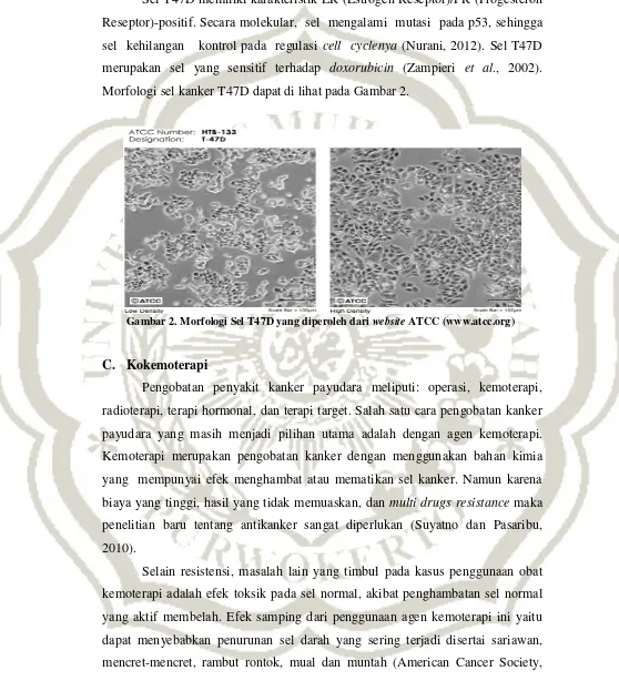 Gambar 2. Morfologi Sel T47D yang diperoleh dari website ATCC (www.atcc.org) 