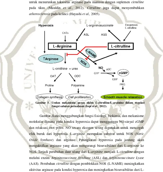 Gambar 5. Usulan mekanisme peran siklus L-citrulline/L-arginine dalam regulasi 