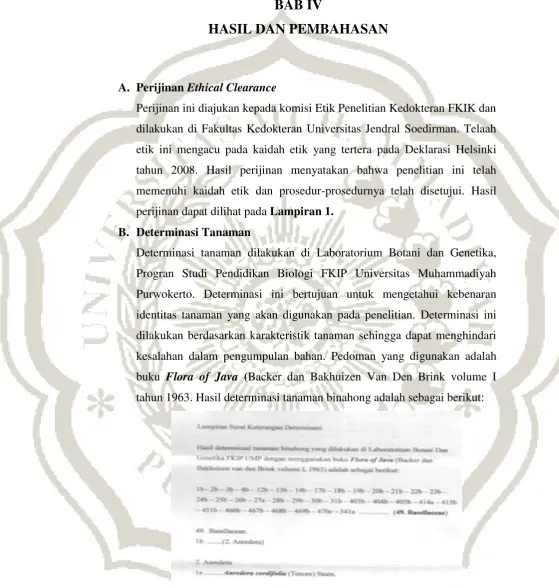 Gambar 3. Hasil determinasi tanaman (lampiran 2) 