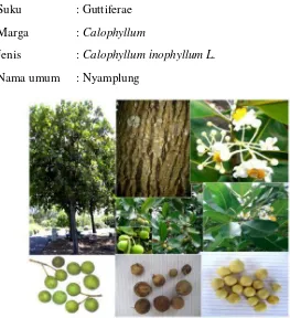 Gambar II.2 Pohon, Kayu, Bunga, Buah, dan Biji Tanaman Nyamplung 