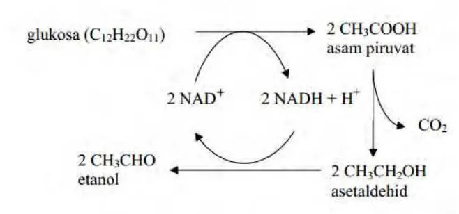Gambar 2.5 Reaksi Senyawa Pada Proses Fermentasi (Fardiaz, 1992). 