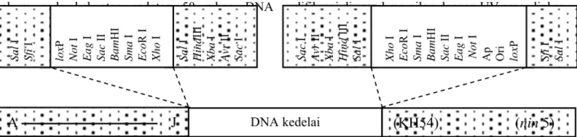 Gambar 1. Peta fisik fage λ BlueSTAR-1 rekombinan yang mengandung DNA kedelai kultivar  Lumut dari pustaka genom kedelai