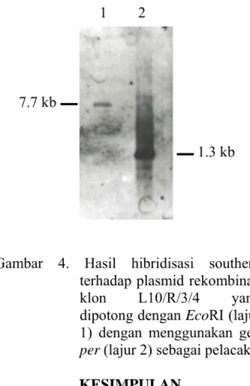 Gambar 4. Hasil hibridisasi southern  terhadap plasmid rekombinan  klon L10/R/3/4 yang  dipotong dengan EcoRI (lajur  1) dengan menggunakan gen  per (lajur 2) sebagai pelacak