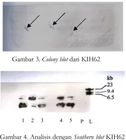 Gambar 4. Analisis dengan Southern blot KIH62  menggunakan  probe  fragmen  HindIII-XhoI  dari  TnphoA