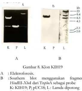 Gambar 8. Klon KIH19  A   : Elektroforesis. 