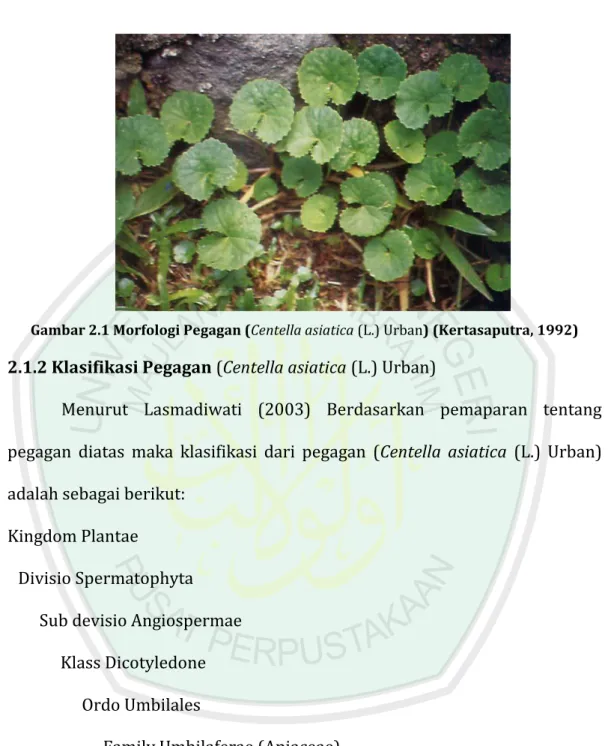 Gambar 2.1 Morfologi Pegagan (Centella asiatica (L.) Urban) (Kertasaputra, 1992) 