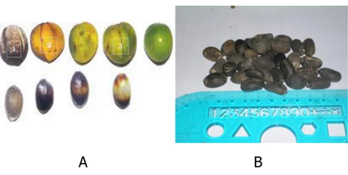 Gambar 1.  Profil buah (A) dan biji jarak pagar (B) 