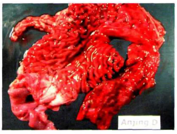 Foto 3. Gambaran patologi anatomi (PA) berupa perdarahan difus pada lambung dan usus anjing setelah pemberian ekstrak biji kemalakian.