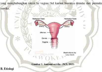 Gambar 1. Anatomi serviks  (NCI, 2015) 