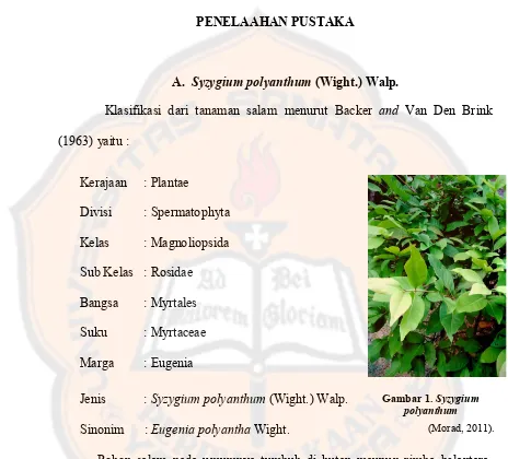 Gambar 1. Syzygium 