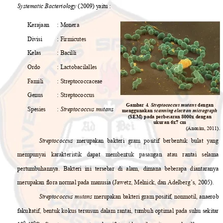 Gambar 4. Streptococcus mutans dengan 