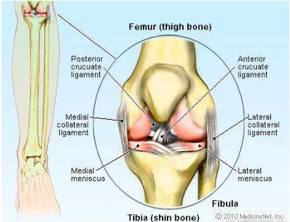 Gambar 2.1. Anatomi Sendi Lutut 