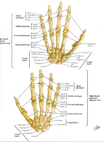 Gambar 2.2. Anatomi sendi jari-jari tangan 