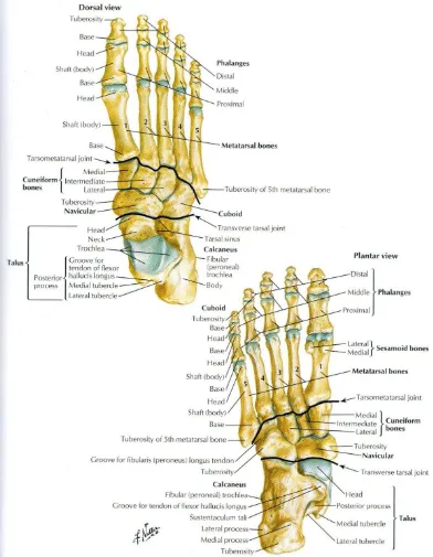 Gambar 2.3. Anatomi sendi jari-jari kaki 
