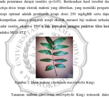 Gambar 1. Daun mahoni (Swietenia macrophylla King) 