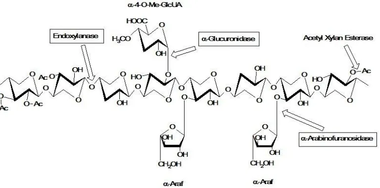 Gambar 2.4 Struktur xylan dan sisi aktif yang berekasi dengan enzim xylanolitic
