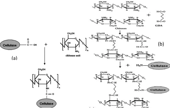 Gambar 2.7 (a) Mekanisme Reaksi Antara Kitosan dan Selulase (b) Mekanisme Reaksi antara kitosan dengan GDA dan kitosan-GDA dengan Selulase (El-Ghaffar and Hashem, 2010)