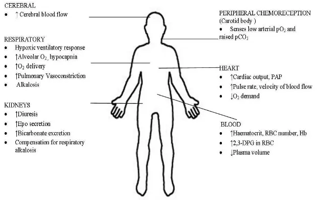 Gambar 2.1. Perubahan fisiologis terkait kondisi hypobaric hypoxia.