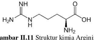 Gambar II.11 Struktur kimia Argininn