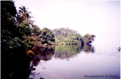 Gambar 5. Pemandangan Danau Ranau