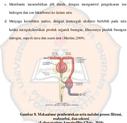 Gambar 8. Mekanisme pembentukan urin melalui proses filtrasi, 