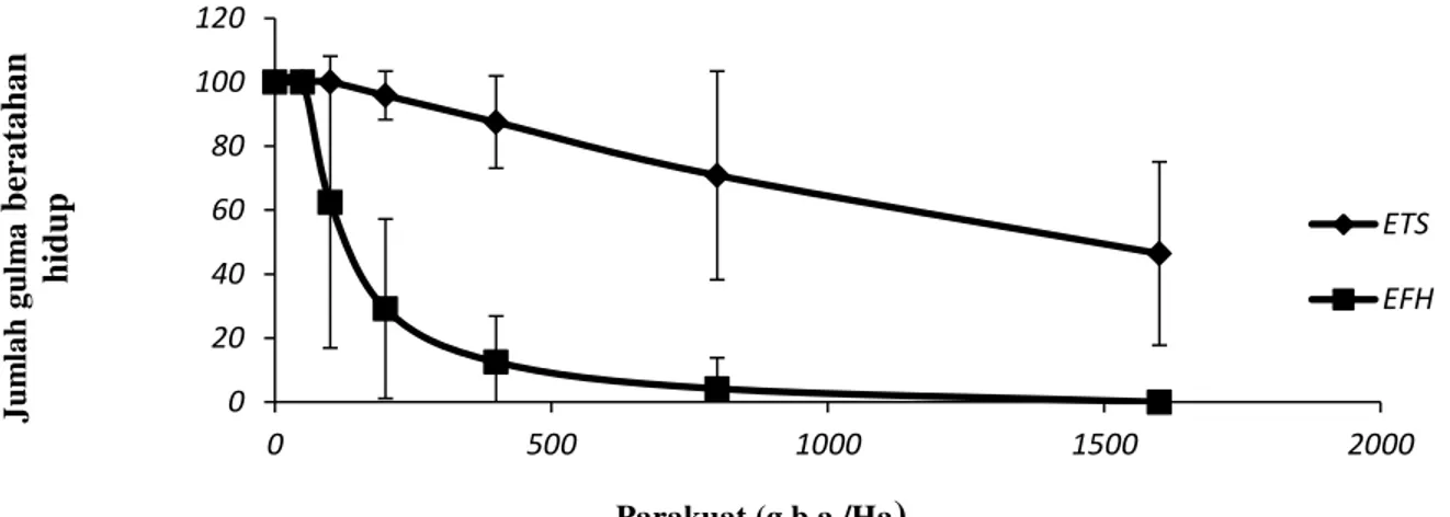 Gambar 6.Grafik perbandingan  E. indica  yang bertahan hidup biotip ETS dan EFH pada parakuat  pada 3 MSA 