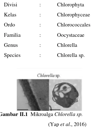 Gambar II.1   Mikroalga Chlorella sp. 