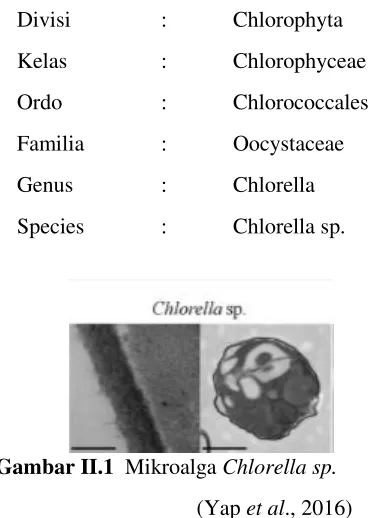 Gambar II.1   Mikroalga Chlorella sp. 