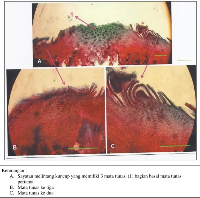 Gambar 2. Hasil pengamatan sayatan melintang (Cross section) bagian basal kuncup yang memiliki 3  mata tunas (dokumentasi pribadi)