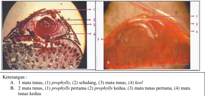 Gambar 4. Hasil pengamatan mikroskopis sayatan melintang G. apus (cross section) Keterangan :   
