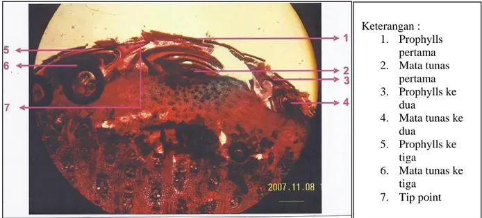 Gambar 5. Hasil pengamatan mikroskopis sayatan melintang kuncup yang memiliki 3 mata tunas dari  G