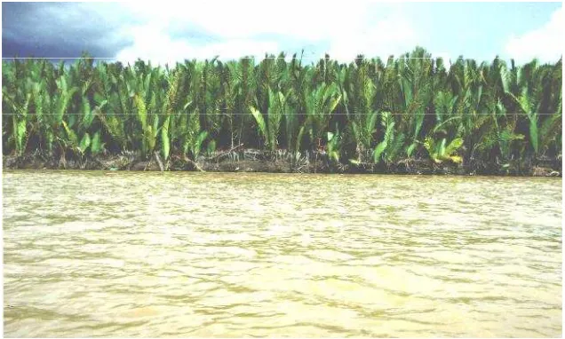Gambar 3. Tumbuhan Nipah di Pinggir Sungai BerauMengalami Abrasi Akibat Angkutan Air