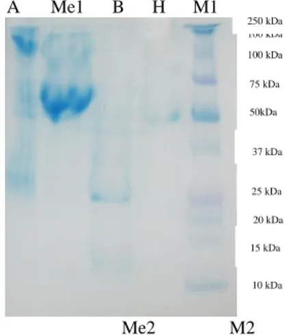 Gambar  4.  Pola  pita  protein  sekret  kelenjar  paratoid  kodok  dan  sekret  kelenjar  kulit  katak  Kongkang  secara  skematis