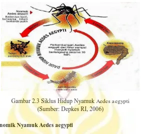 Gambar 2.3 Siklus Hidup Nyamuk Aedes aegypti (Sumber: Depkes RI, 2006) 