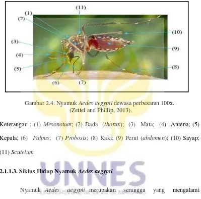 Gambar 2.4. Nyamuk Aedes aegypti dewasa perbesaran 100x. 