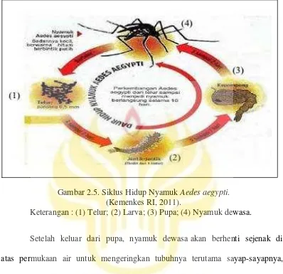Gambar 2.5. Siklus Hidup Nyamuk Aedes aegypti. 