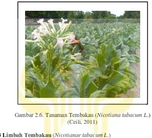 Gambar 2.6. Tanaman Tembakau (Nicotiana tabacum L.) 