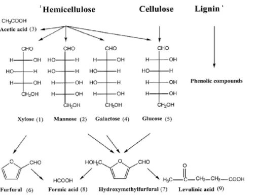 Gambar  4.  Produk  samping  hasil  degradasi  lanjut  monosakarida  dari  proses      hidrolisis    secara asam (Palmquist and Hahn-Hagerdal, 2000) 